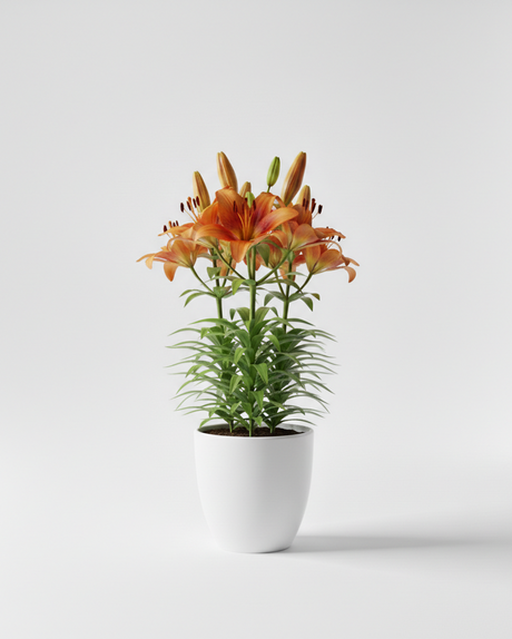 Lilium naranja en flor, con capullos aún cerrados, en maceta blanca — Napuplant