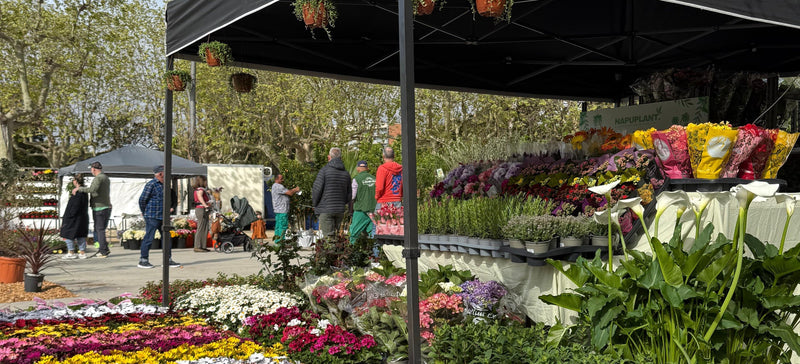 Nuestra experiencia en la Feria de Plantas de Mataró | Napuplant
