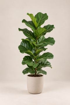 Plantas de interior