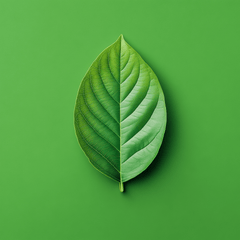 Plantas para Verano