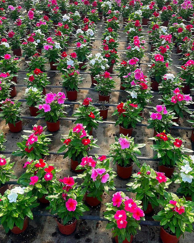 Vivero Napuplant