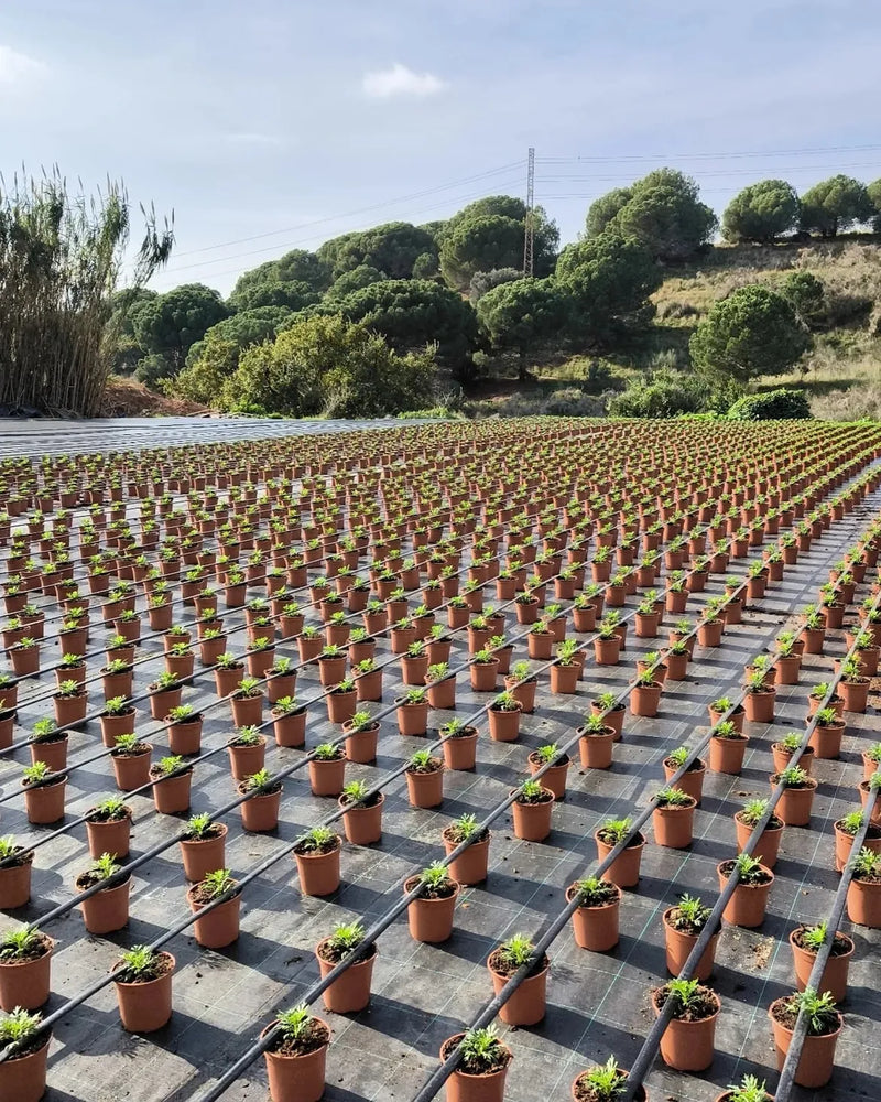Vivero Napuplant