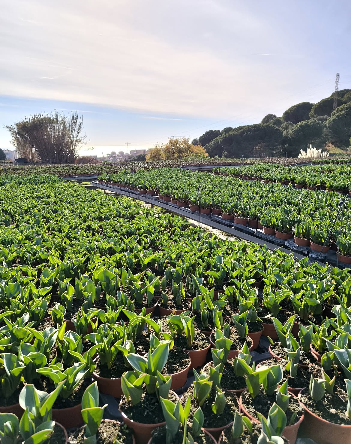 Napuplant