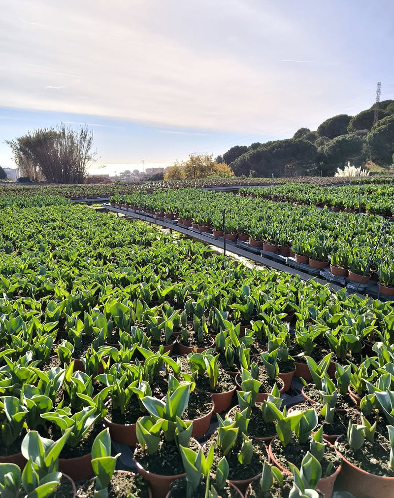 Vivero Napuplant