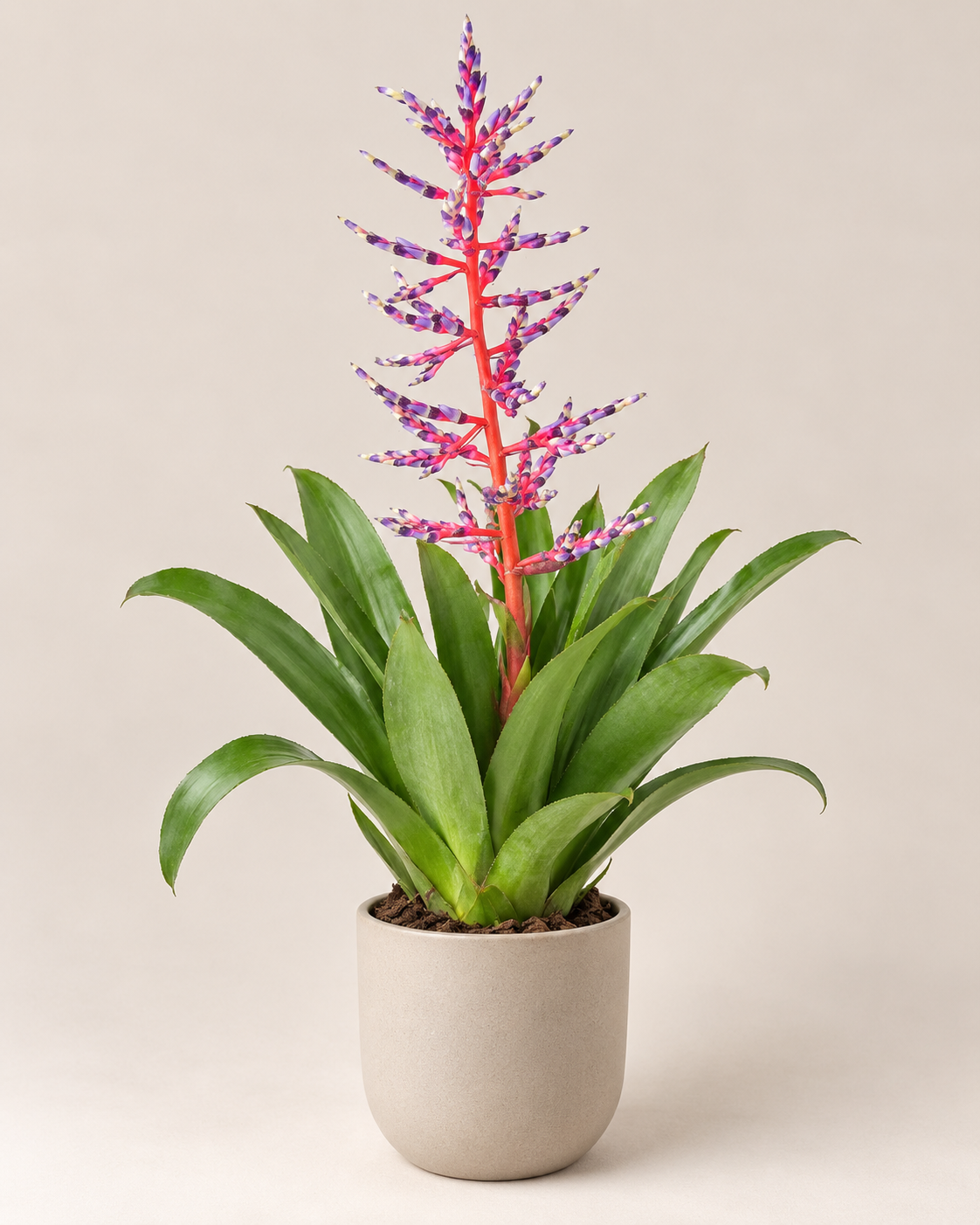 Aechmea ‘Blue Rain’