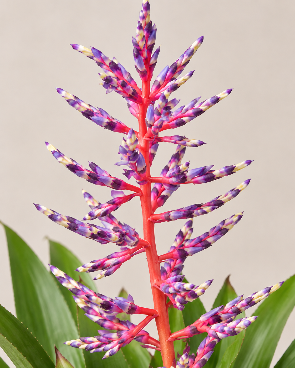 Aechmea ‘Blue Rain’