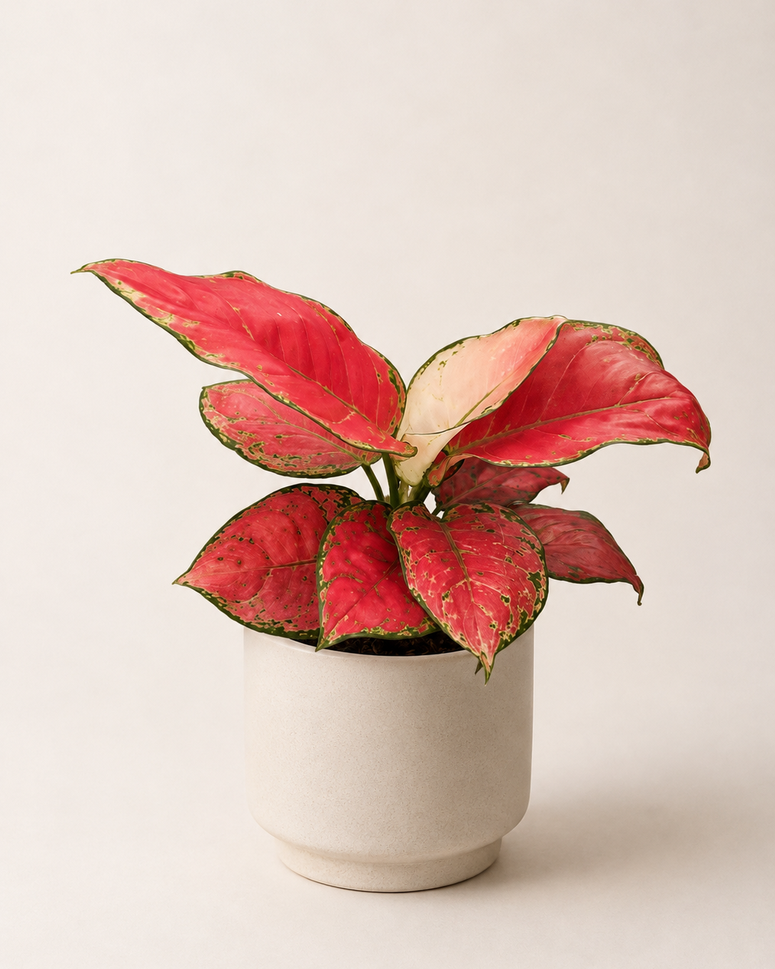 Aglaonema