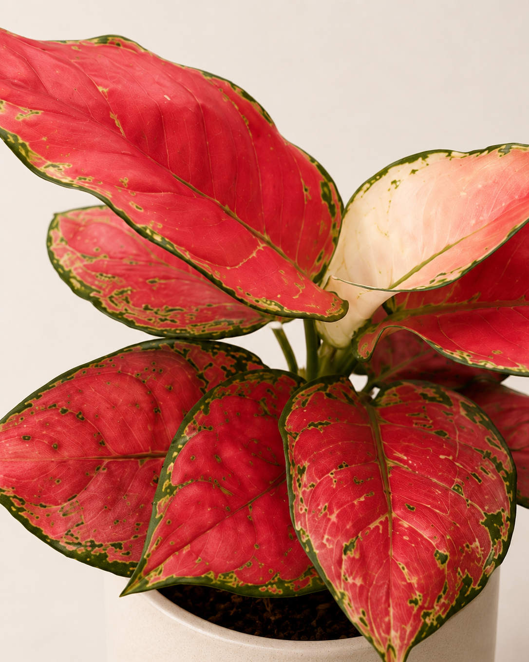 Aglaonema