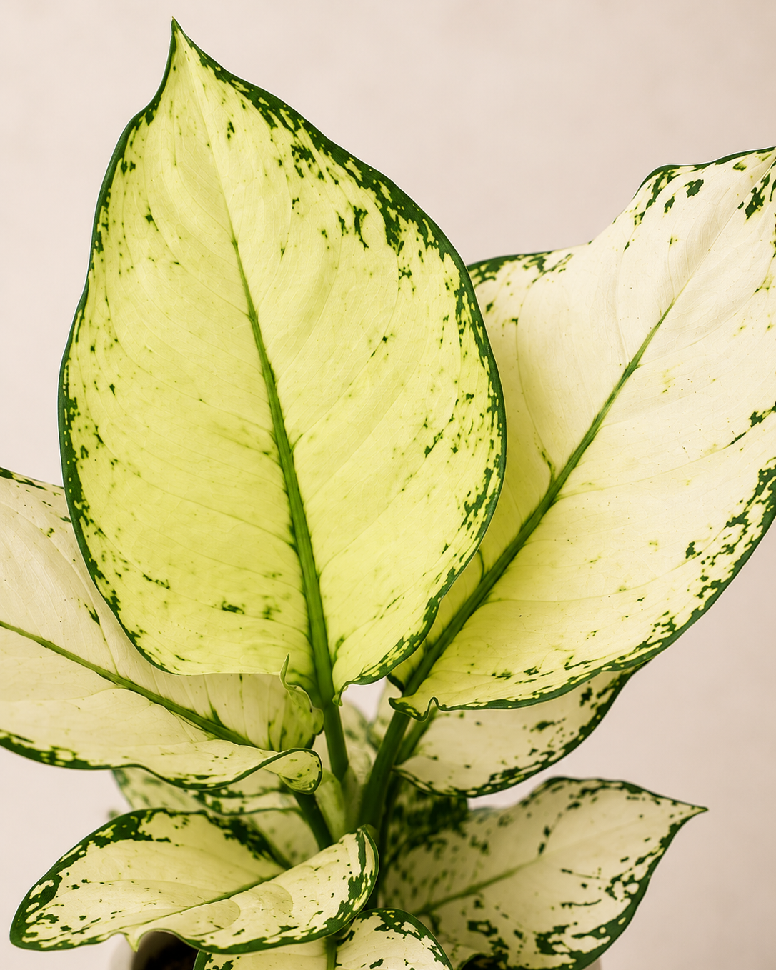 Aglaonema