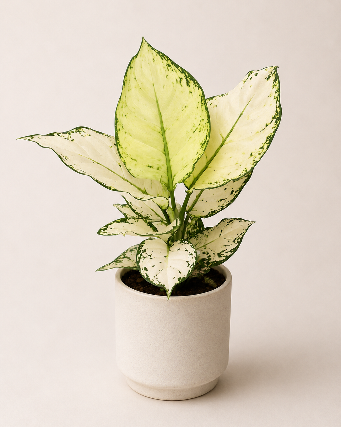 Aglaonema