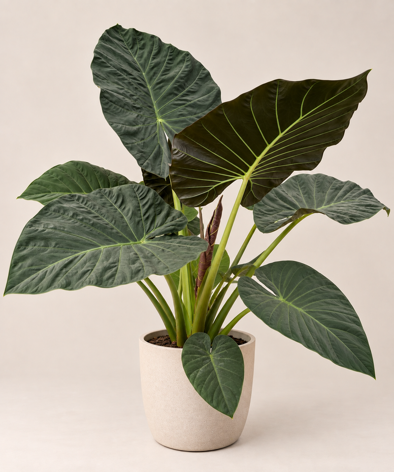 Alocasia ‘Regal Shields’