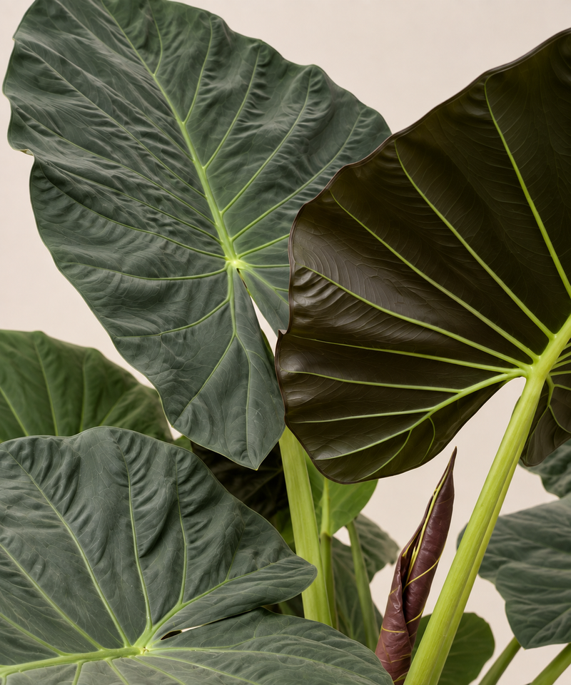 Alocasia ‘Regal Shields’