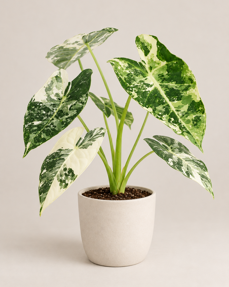 Alocasia Frydek Variegata