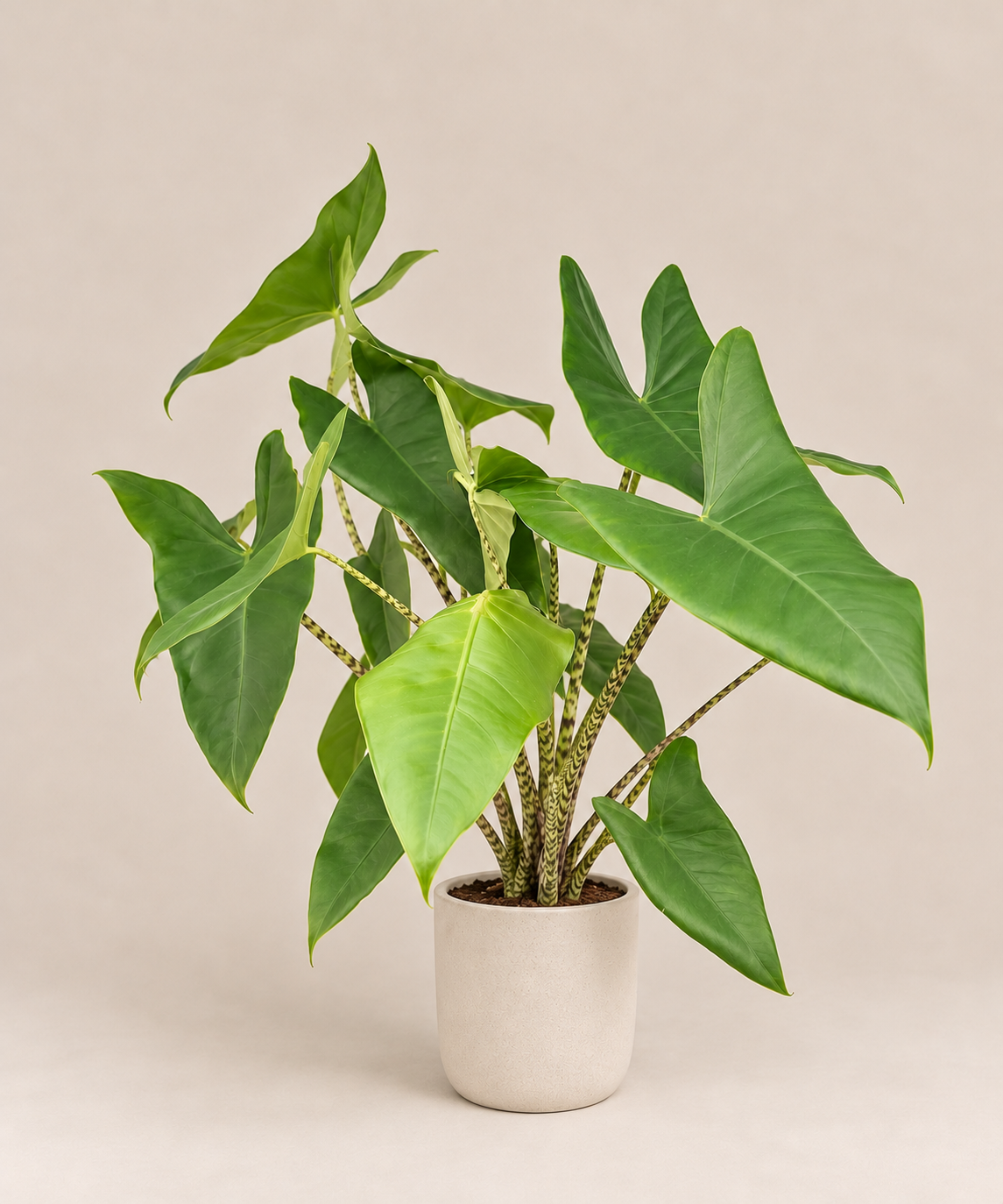 Alocasia Zebrina de hojas en flecha en maceta blanca — Napuplant
