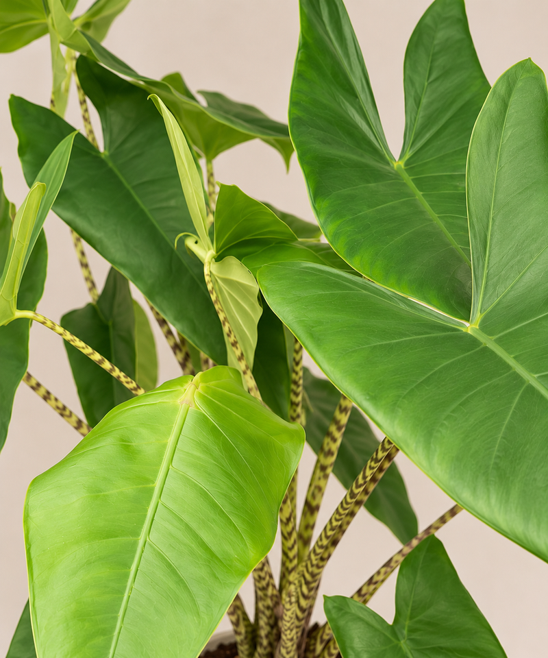 Alocasia Zebrina