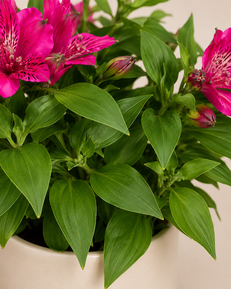 Alstroemeria · Lirio del Perú