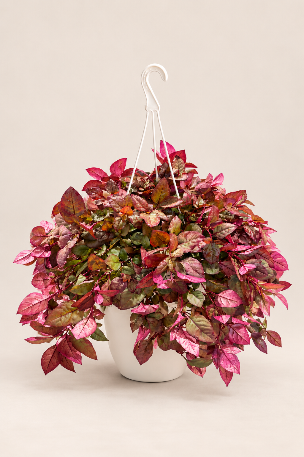 Alternanthera Pink de hojas rosas y cobrizas en maceta colgante crema — Napuplant
