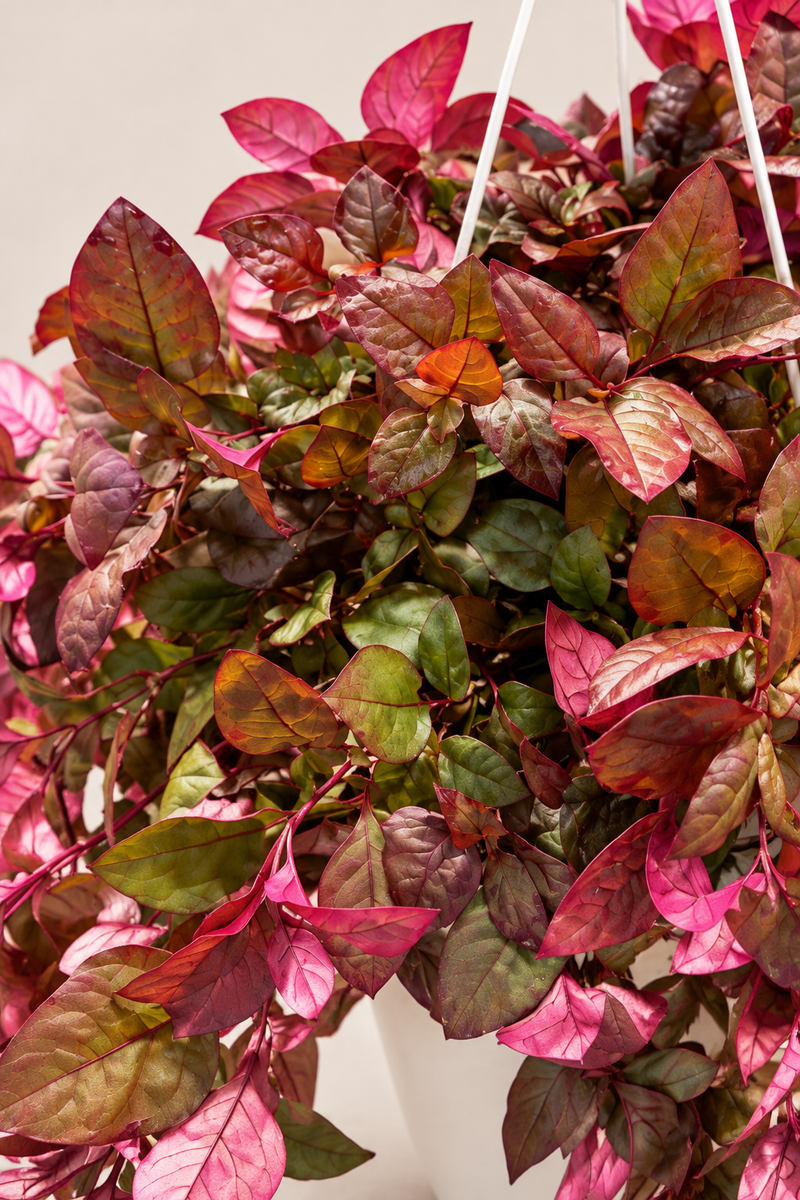 Alternanthera Pink