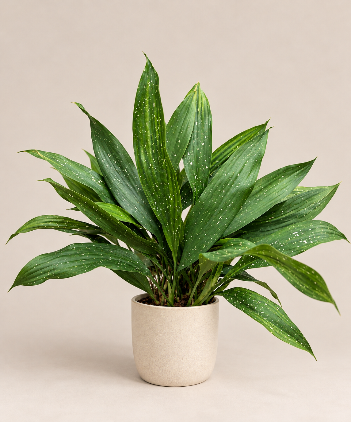 Aspidistra Milky Way de hojas verdes con motas blancas en maceta blanca — Napuplant