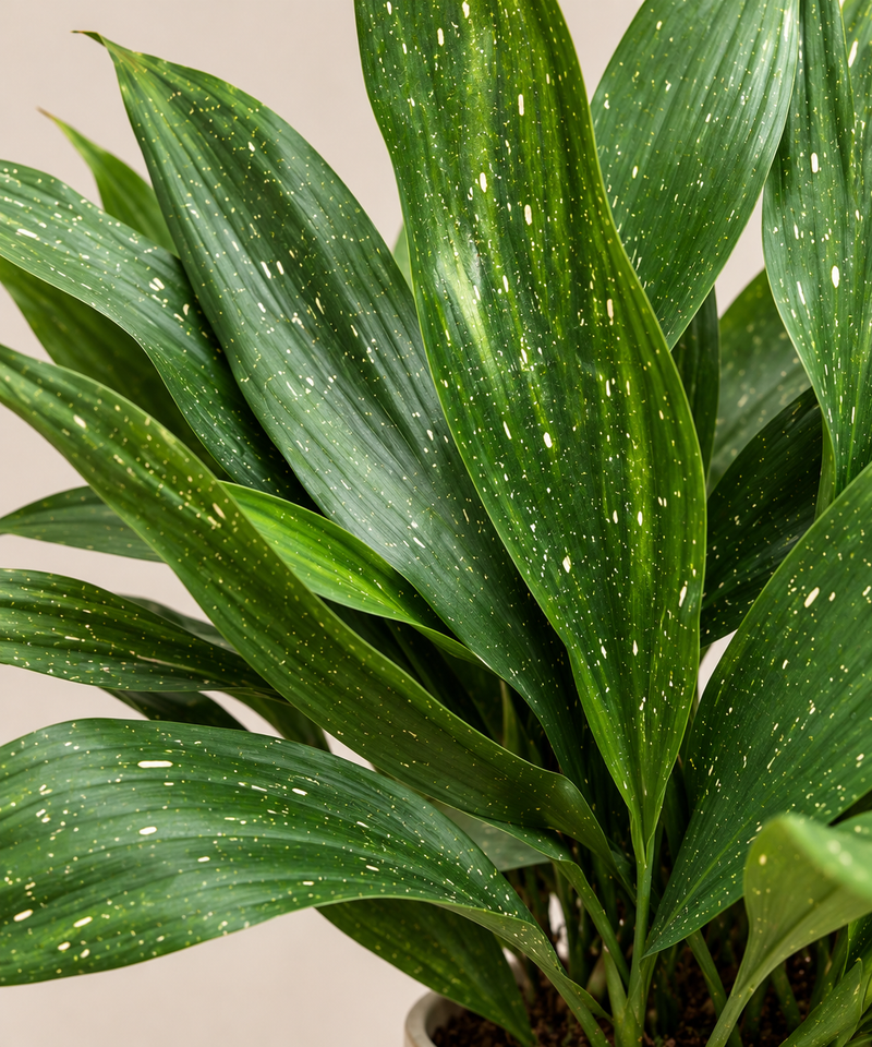 Aspidistra Milky Way
