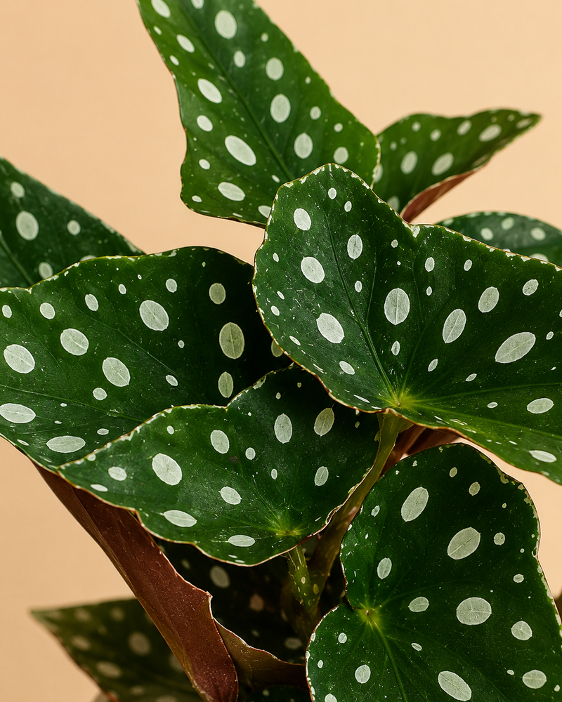 Begonia maculata · Alas de ángel