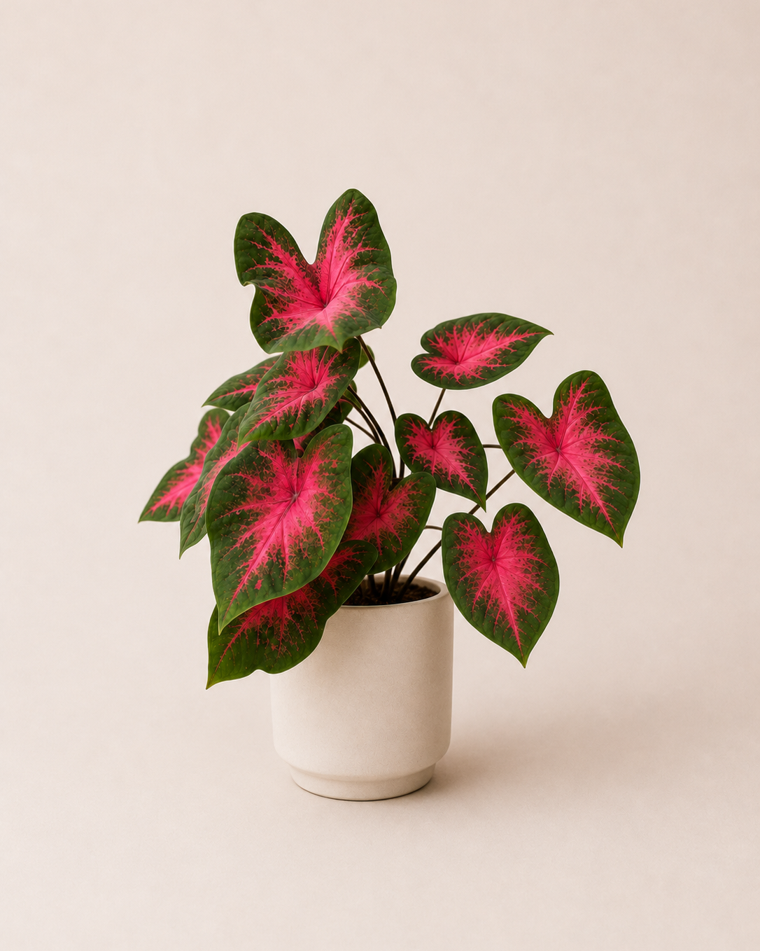Caladium