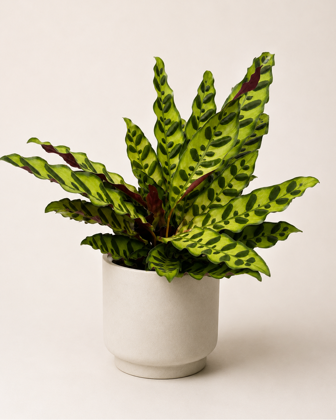 Calathea lancifolia