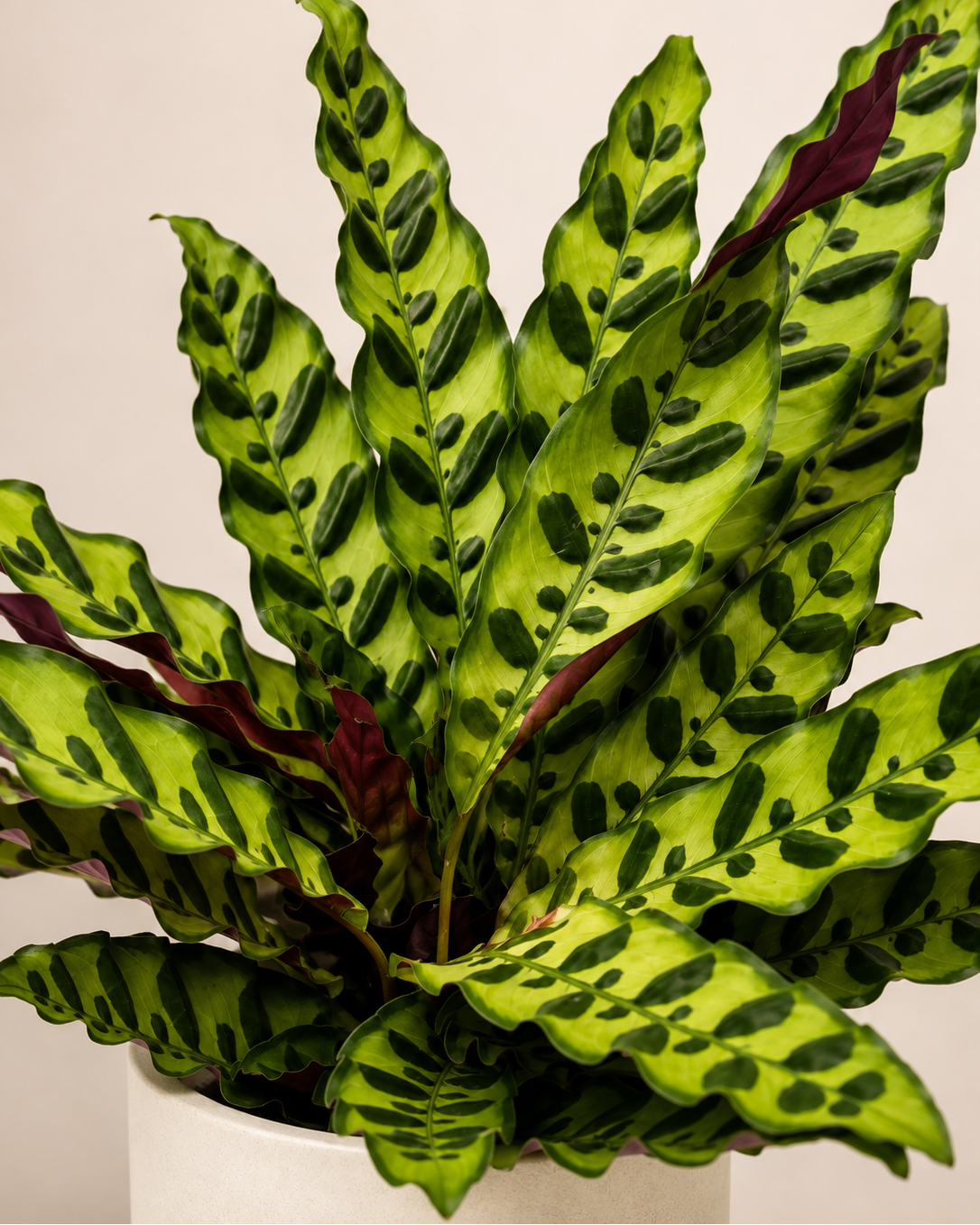 Calathea lancifolia