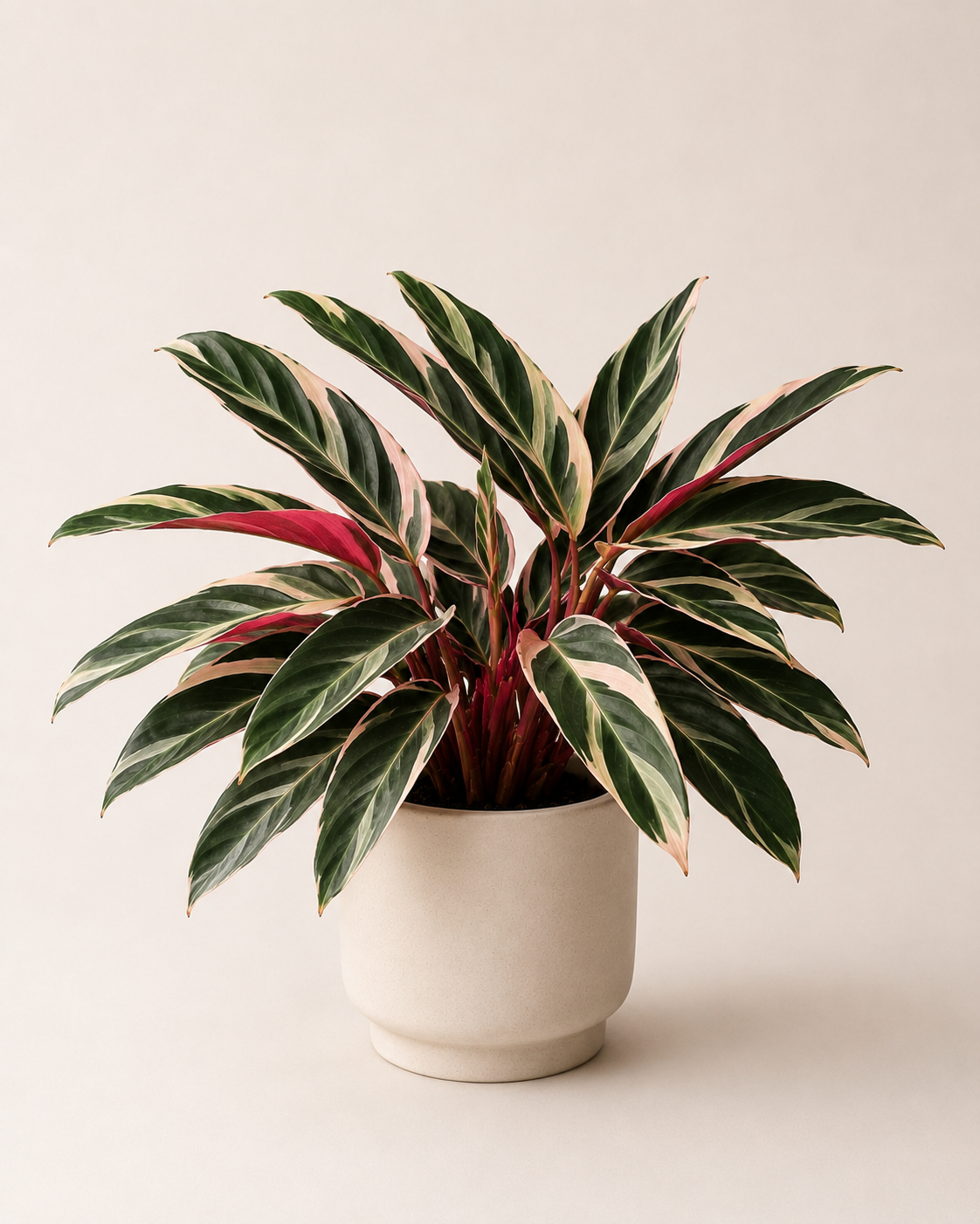 Calathea Triostar