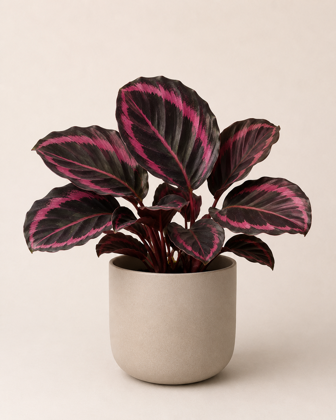Calathea roseopicta Negra