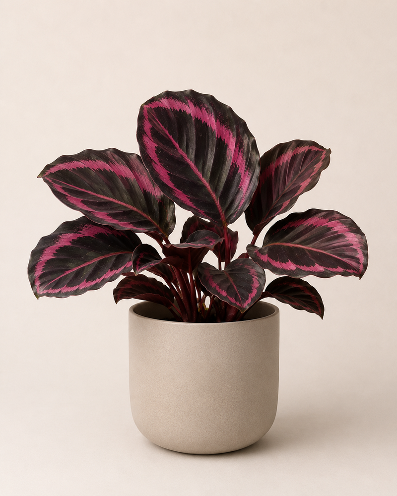 Calathea roseopicta Negra
