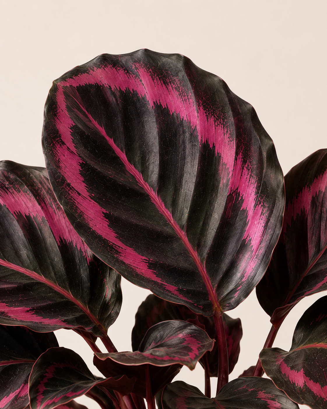Calathea roseopicta Negra