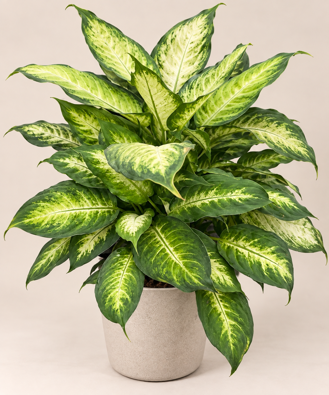 Dieffenbachia seguine ‘Camille’
