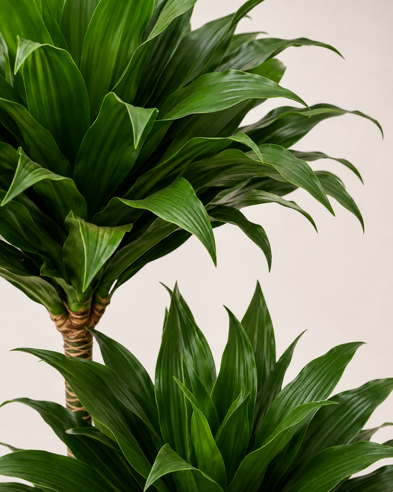 Dracaena fragrans ‘Compacta’