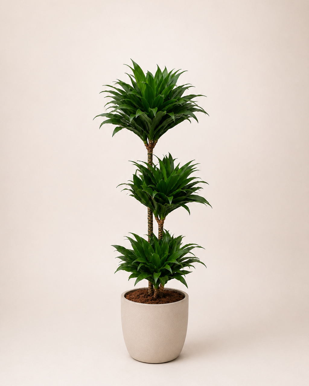 Dracaena fragrans ‘Compacta’