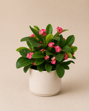 Euphorbia espina de Cristo en flor rosa, con hojas verdes y brillantes, en maceta crema — Napuplant