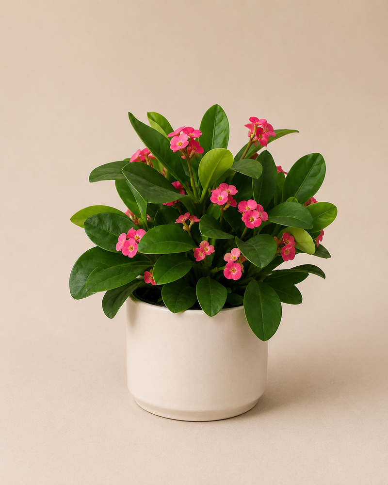 Euphorbia Espina de Cristo