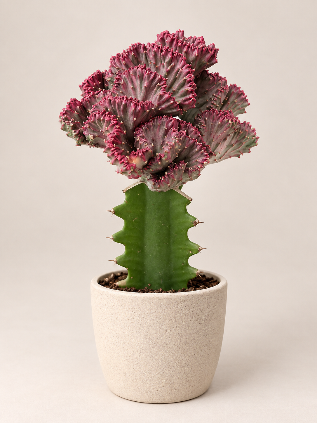 Euphorbia lactea ‘Cristata’