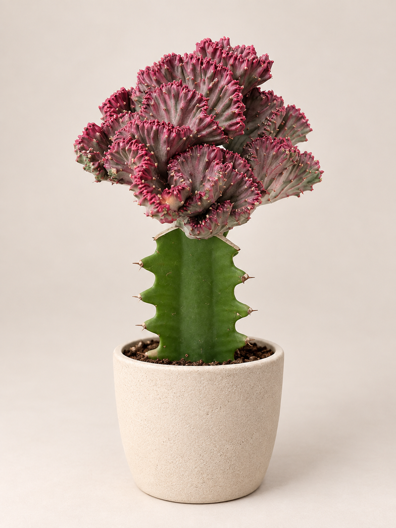 Euphorbia lactea ‘Cristata’