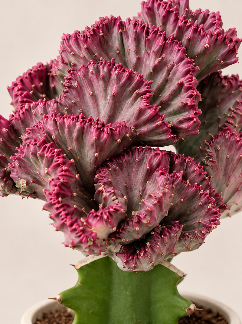 Euphorbia lactea ‘Cristata’