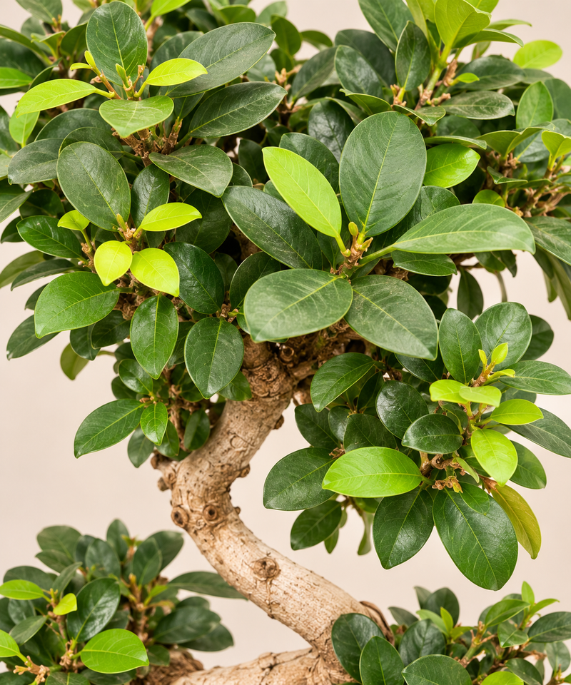 Ficus ginseng