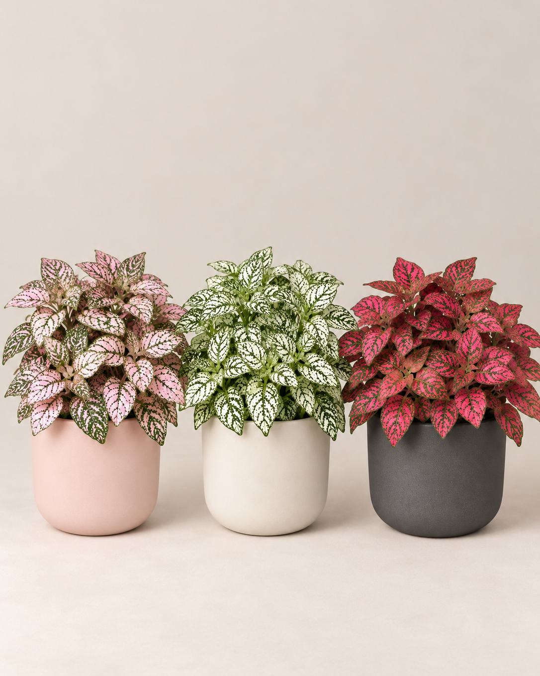 Hypoestes