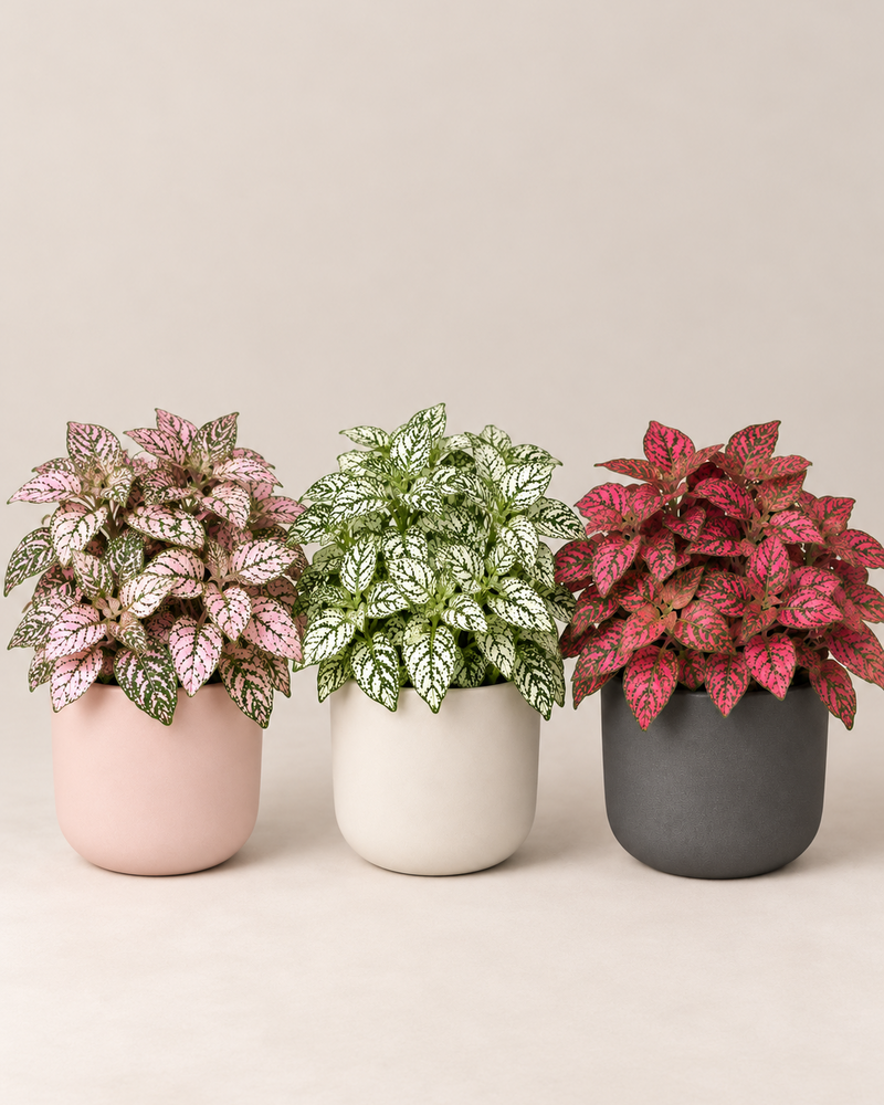 Tres hypoestes de hojas moteadas, una rosa, una blanca y una roja, cada una en su maceta — Napuplant