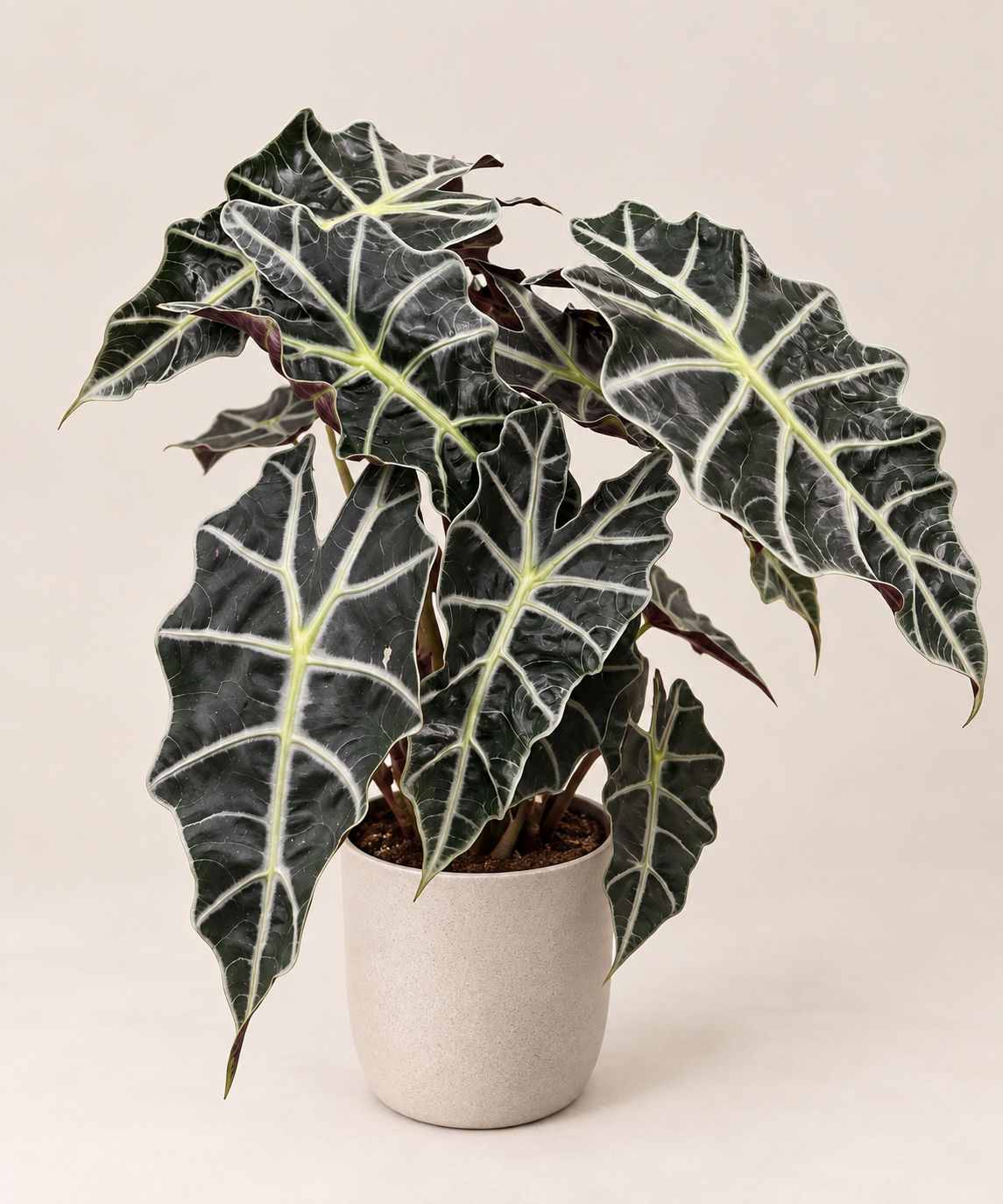 Alocasia Polly