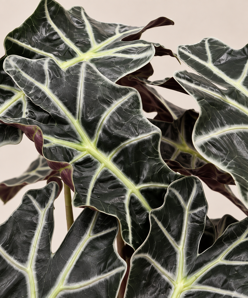 Alocasia Polly