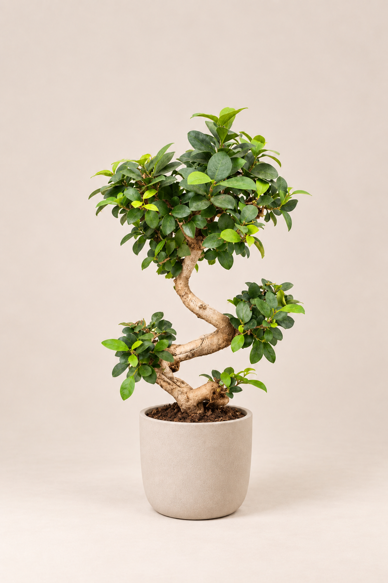 Ficus ginseng