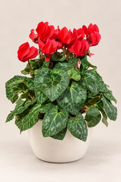 Ciclamen de flores rojas en maceta crema — Napuplant
