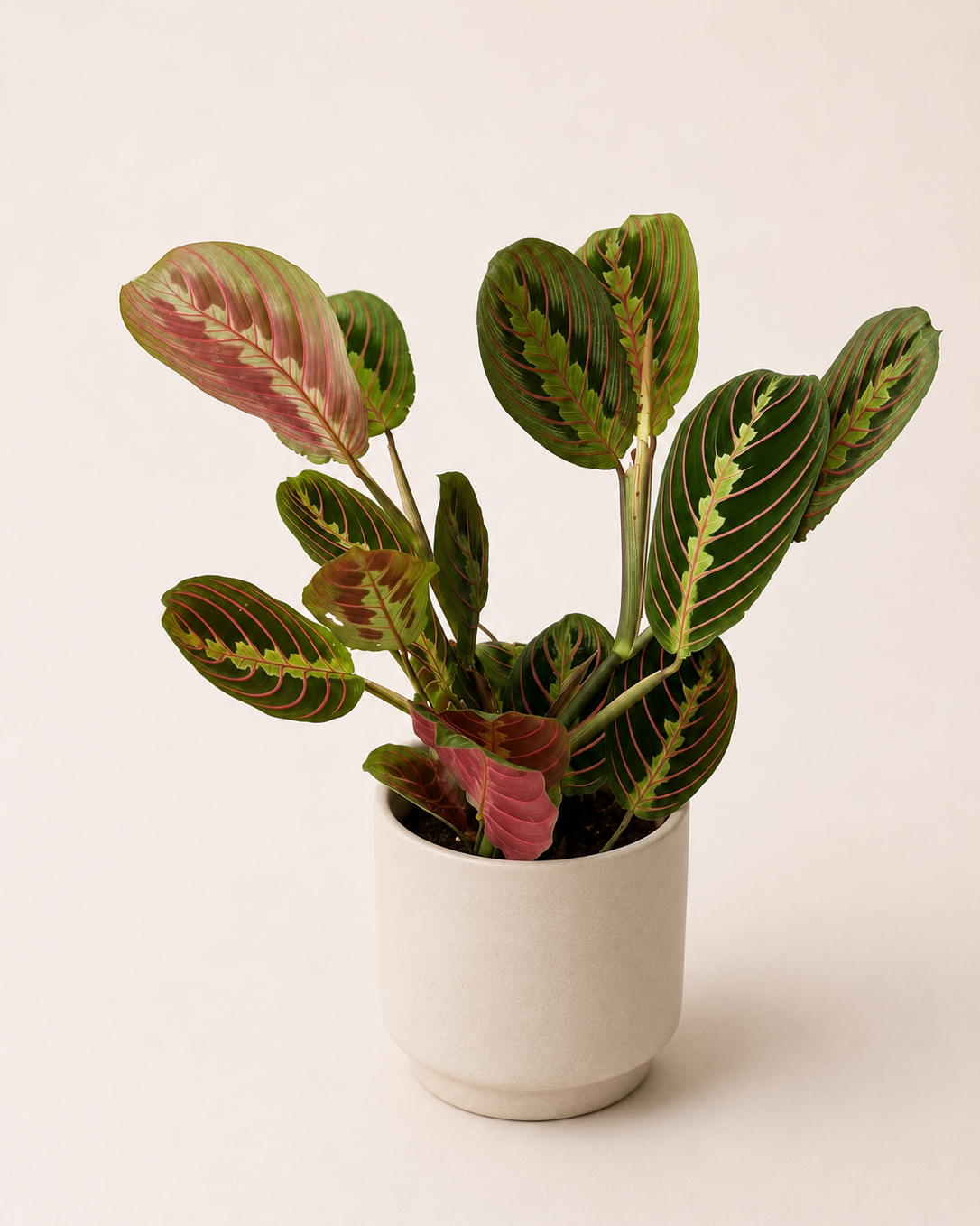 Maranta leuconeura