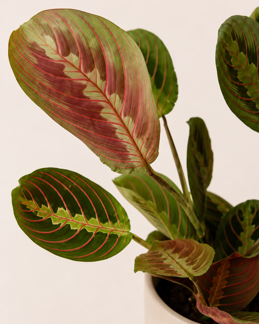 Maranta leuconeura