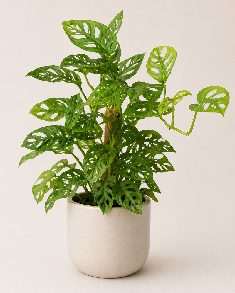 Monstera adansonii